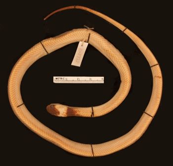 Media type: image;   Herpetology R-2712